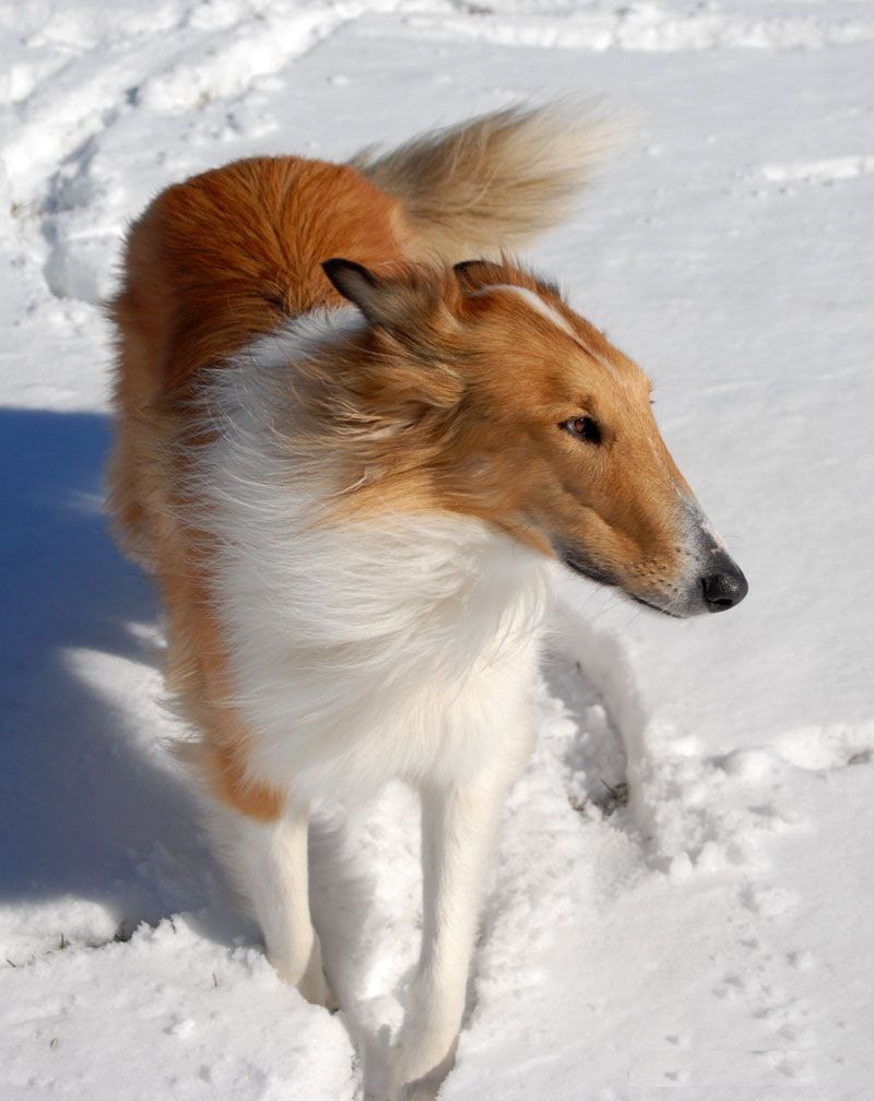 All List Of Different Dogs Breeds Best Dog Breeds of The